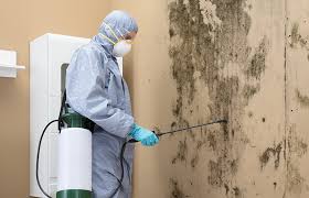 Reliable Fernley, NV Mold Removal & Remediation Solutions